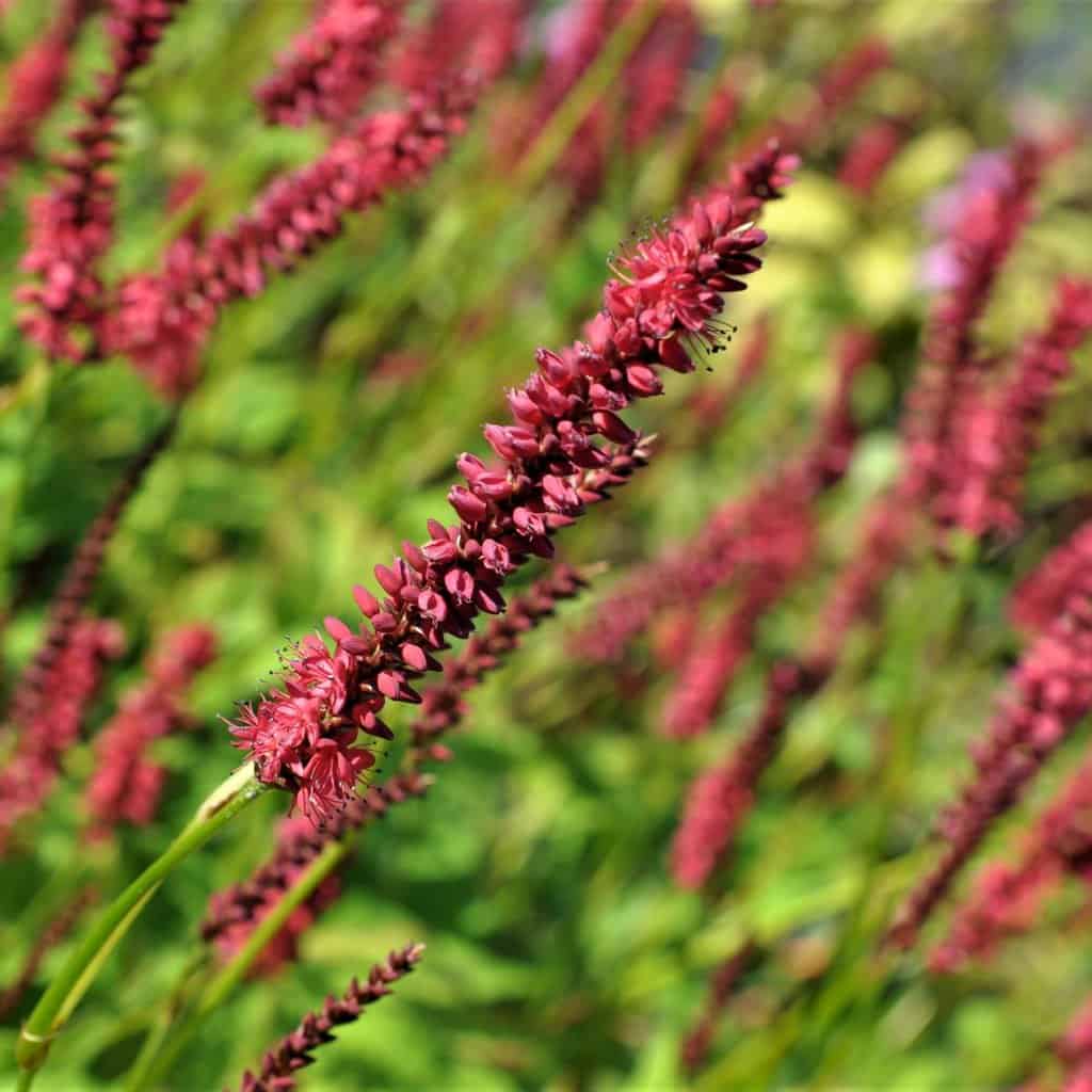 Persicaria amplexicaulis 'Dark Red' ---